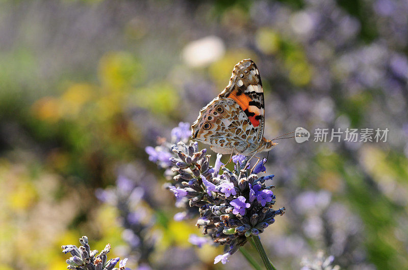 英国，Painted Lady Butterfly